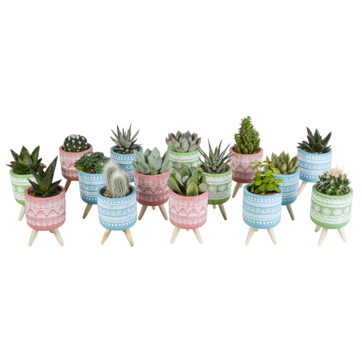 Cactus en vetplanten mix 15 stuks in gekleurde 5,5 cm betonpot op pootjes